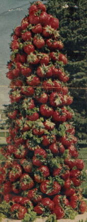 Strawberry Table Centerpiece Display Clipping